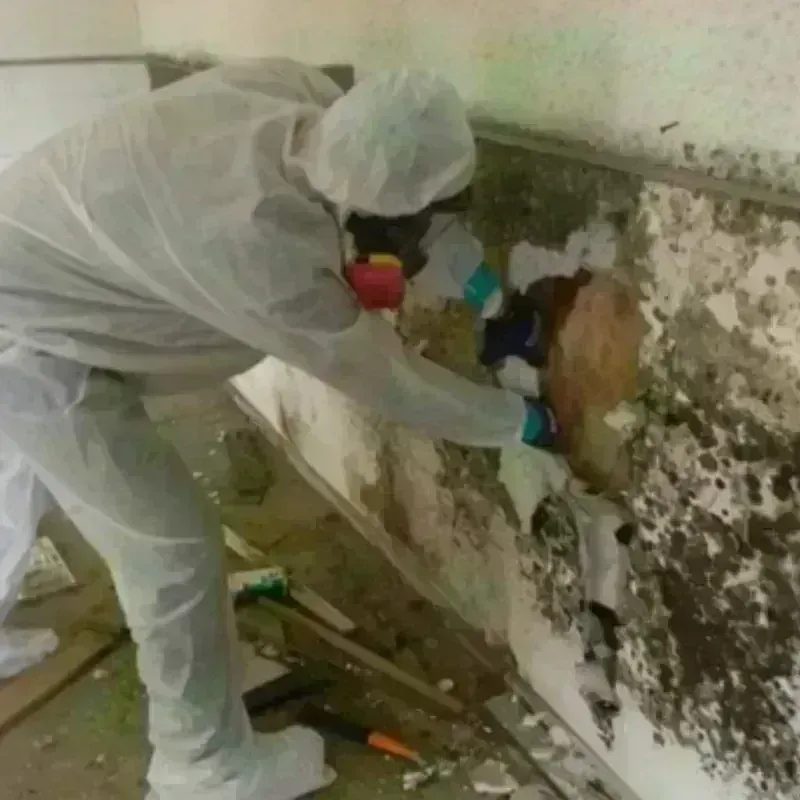 Mold Remediation and Removal in Boston Heights, OH